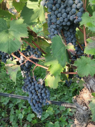 04_Vendemmia_19-09-2026 (Medium)