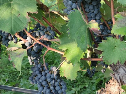 04_Vendemmia_19-09-2026 (Medium)